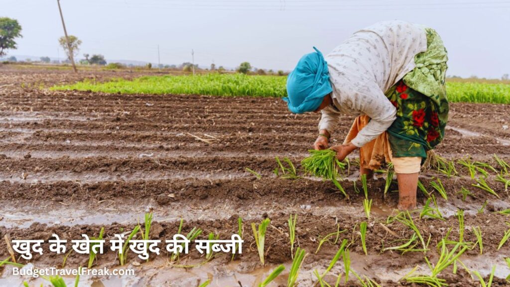 खुद के खेत में खुद की सब्जी
