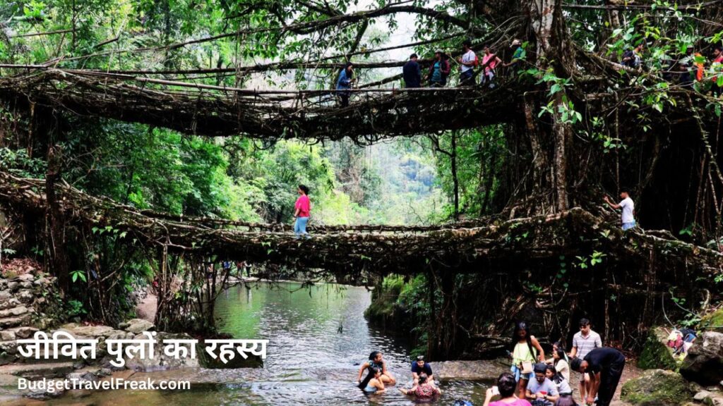 जीवित पुलों का रहस्य