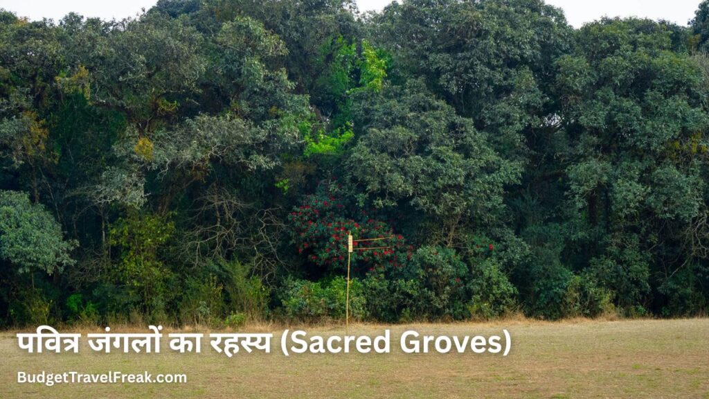 पवित्र जंगलों का रहस्य (Sacred Groves)