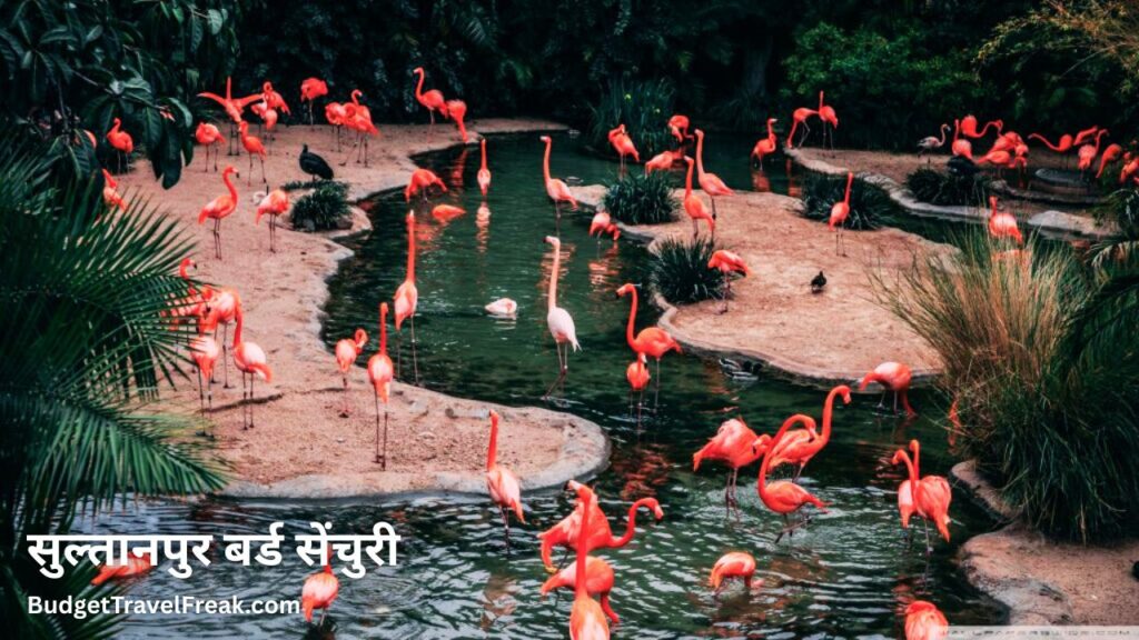 सुल्तानपुर बर्ड सेंचुरी (Sultanpur Bird Sanctuary), गुरुग्राम